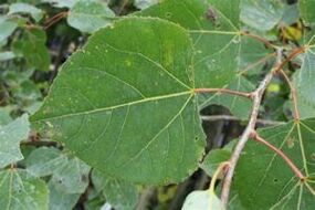 Use Aspen to improve effectiveness